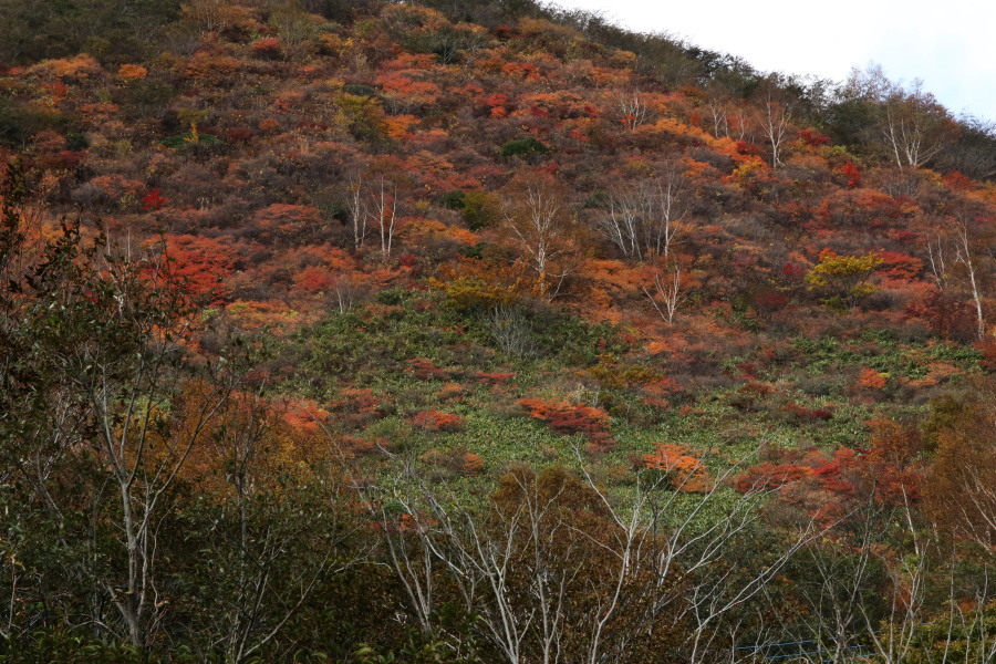 ③那須高原と裏磐梯の紅葉（10/20)_c0360399_10370257.jpg