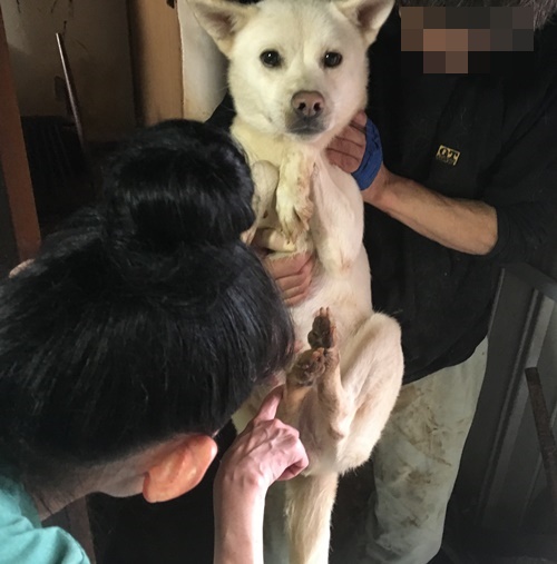 2016年 10月17日千葉県某所中型犬MIX一斉手術報告_a0304512_0342589.jpg