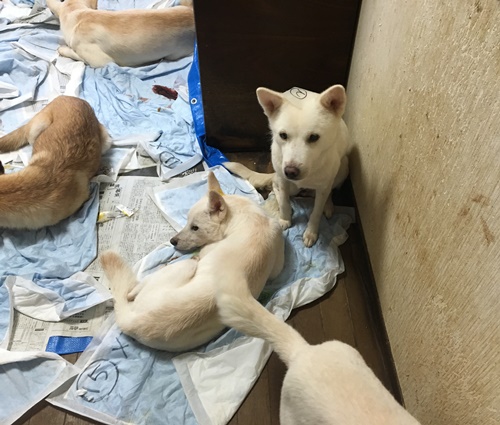 2016年 10月17日千葉県某所中型犬MIX一斉手術報告_a0304512_0471429.jpg