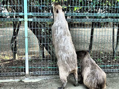 海の中道海浜公園の動物園_a0315918_18275792.jpg