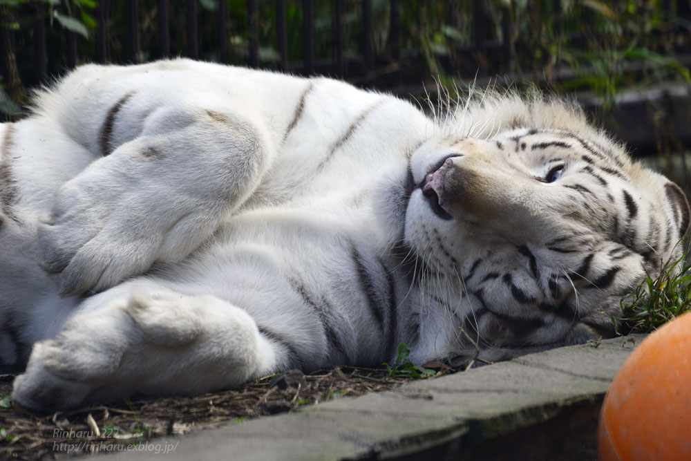 2016.10.23 宇都宮動物園☆ホワイトタイガーのアース王子【White tiger】_f0250322_22493294.jpg