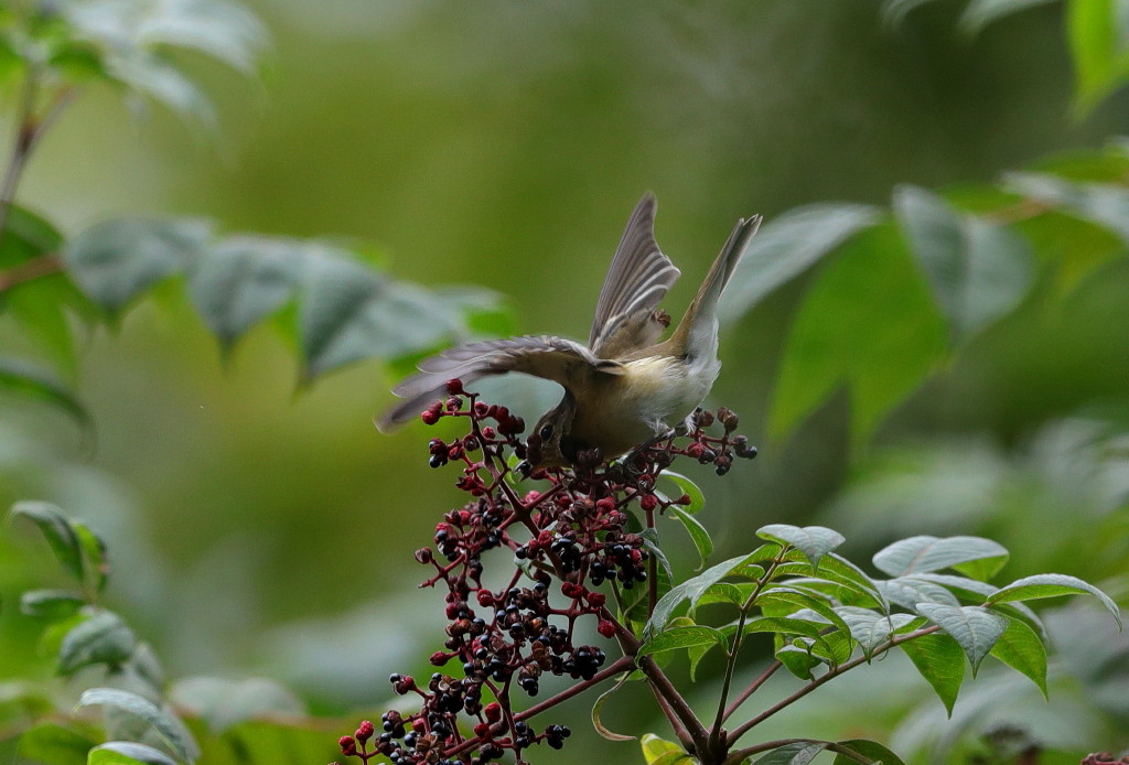 第二段　鳥撮りの旅_b0179023_2062290.jpg