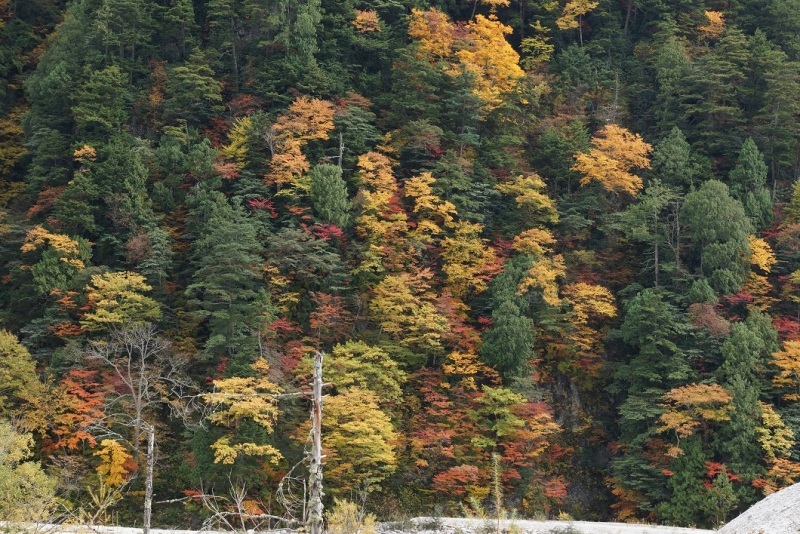 「秋」自然芸術の彩　　　：　　紅葉を見に_a0240324_22215930.jpg