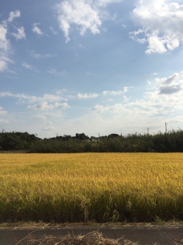 平飼い自然卵「歩荷」稲沢市祖父江町_f0335539_16493710.jpg