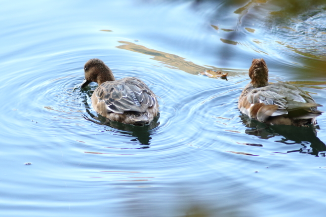 奥日光　紅葉の中の野鳥達　～湯ノ湖周辺～_e0227942_18230938.jpg