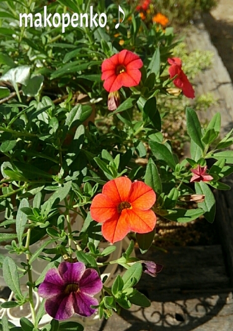 d0314745_14044926.jpg
