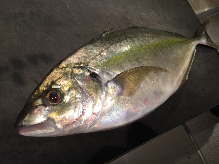 福岡産シマアジ‼︎ 神々しい魚です。&10月25日(水)のランチメニュー_d0243849_20385625.jpg