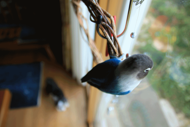 c0145250_10002153.gif