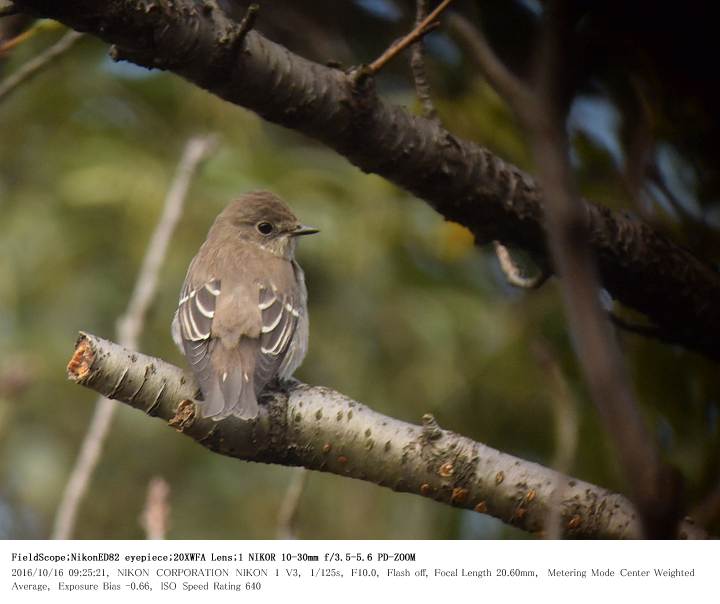 さくら草公園 2016.10.16(2)_c0062451_19463723.jpg