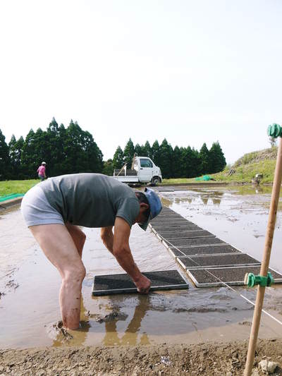 菊池水源棚田米 稲刈りの様子と、菊池水源の清らかな水にこだわる匠の「菊池水源棚田米」大好評販売中_a0254656_19483013.jpg