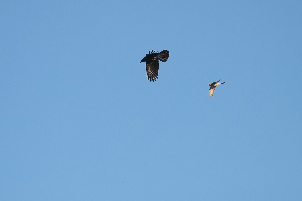 コブハクチョウ（瘤白鳥）　若すくすくと_a0083081_2029771.jpg