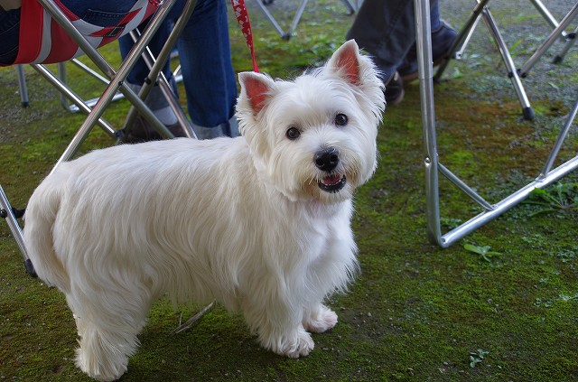 2016 Westie Party！ ☆ こんにちは ☆_f0169884_10142186.jpg