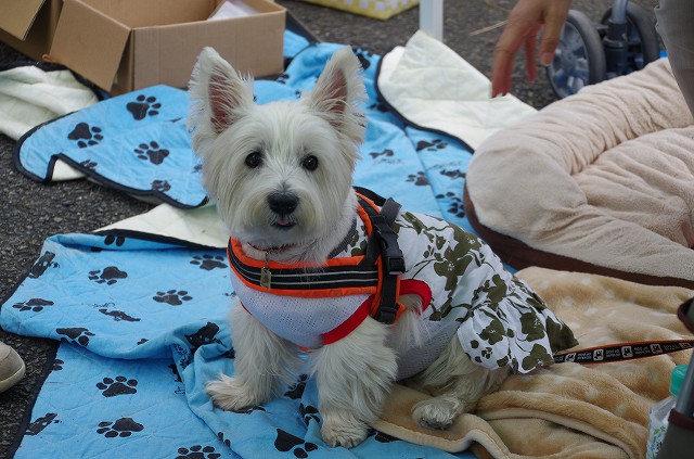 2016 Westie Party！ ☆ こんにちは ☆_f0169884_10344617.jpg