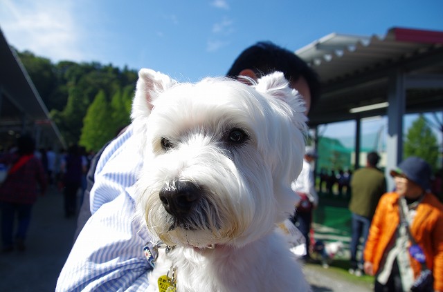 2016 Westie Party！ ☆ こんにちは ☆_f0169884_107501.jpg