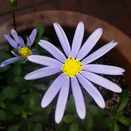 青い花の苗6種 フェリシア の花が咲きました 健気に育つ植物たち
