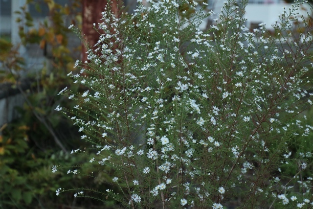 d0181492_07524358.jpg