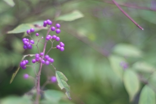 オールドレンズで秋の鎌倉散策☆彡_e0205297_18512977.jpg