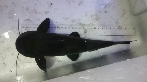 下取り魚 スーパーレッド他_b0141806_00271618.jpg