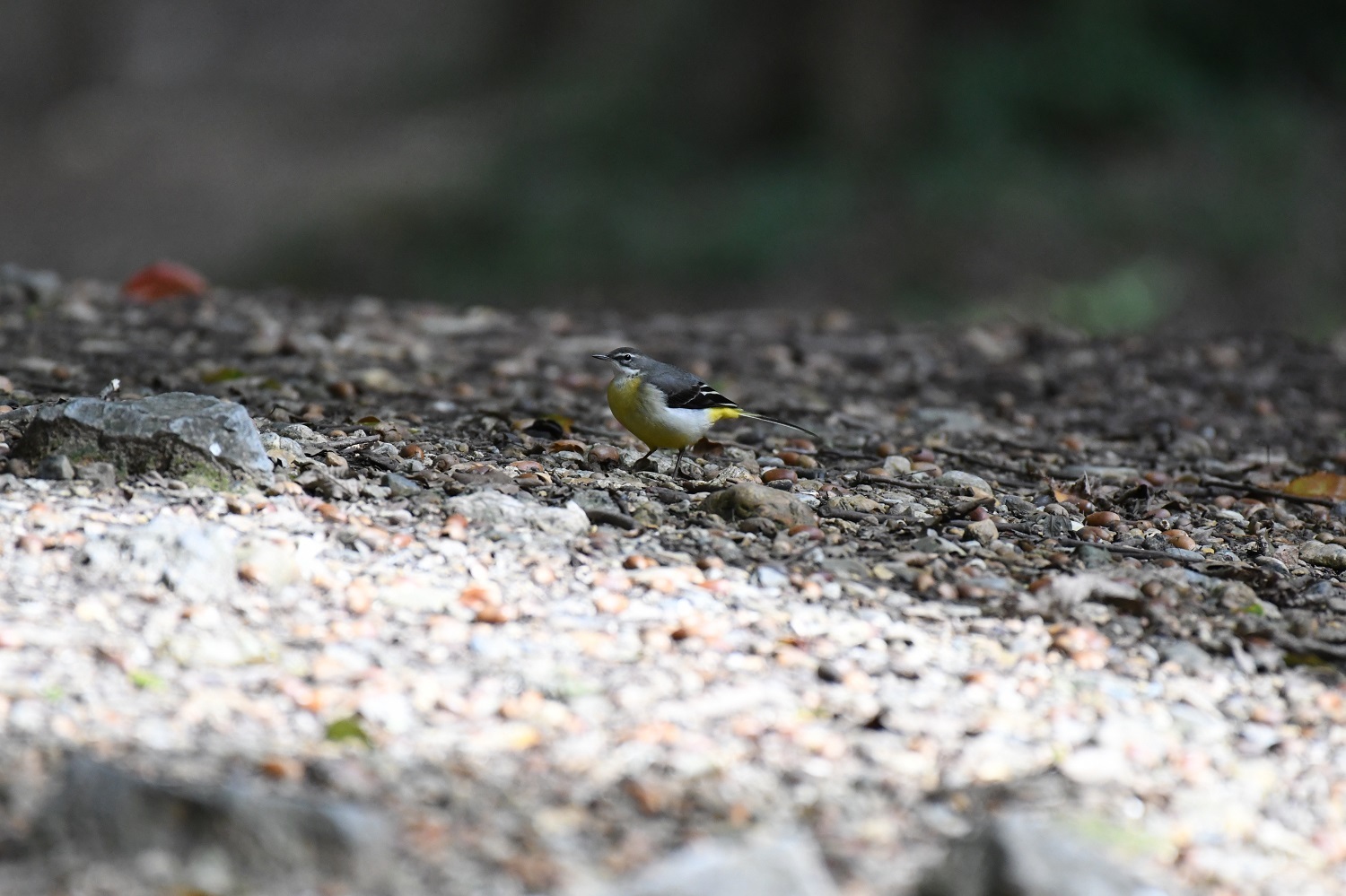 K公園のキセキレイ_b0367008_14475890.jpg