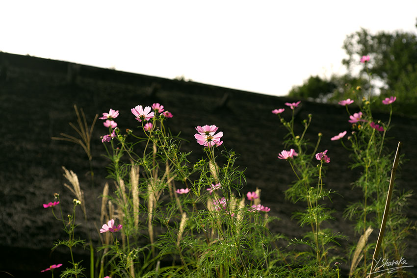 f0344614_11445334.jpg