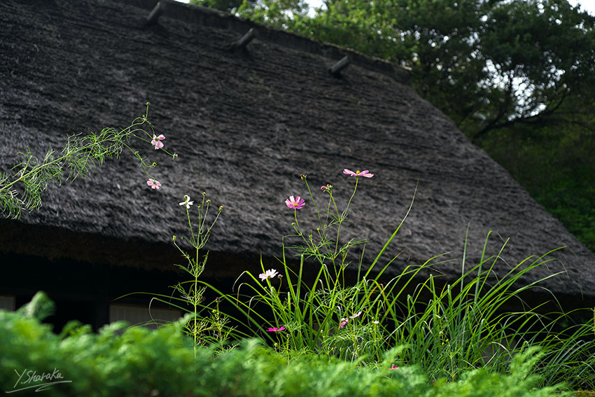f0344614_11451387.jpg