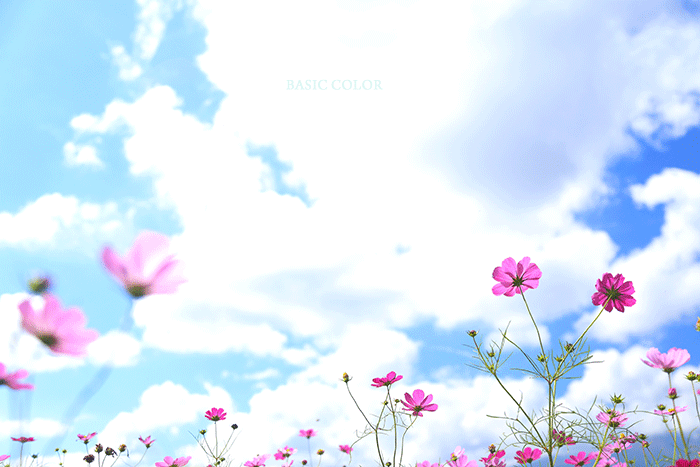花景色 Basic Color