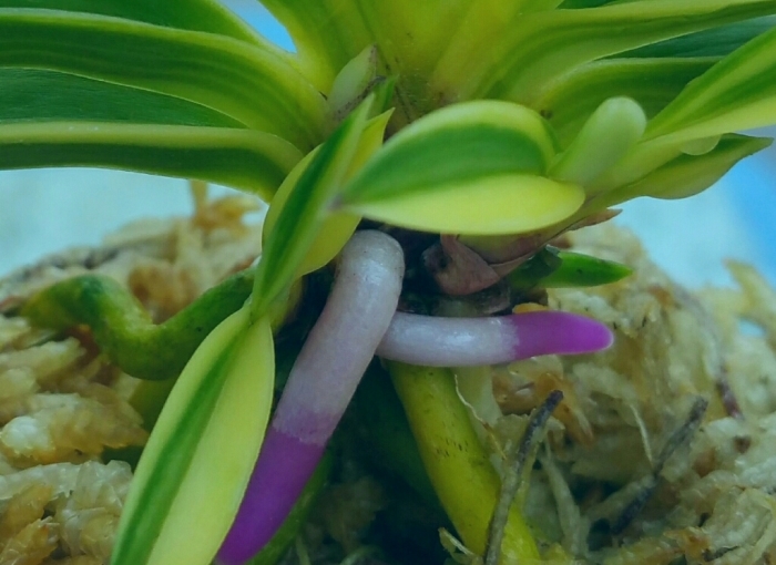 不老白 (豊明殿白縞) : □ サムライ オーキッド □ 富貴蘭 セレクト