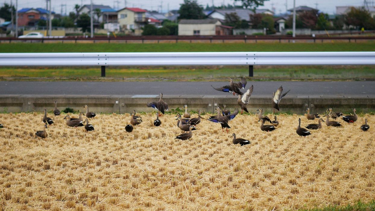 カルガモ一斉飛び出し！_a0031821_1627183.jpg