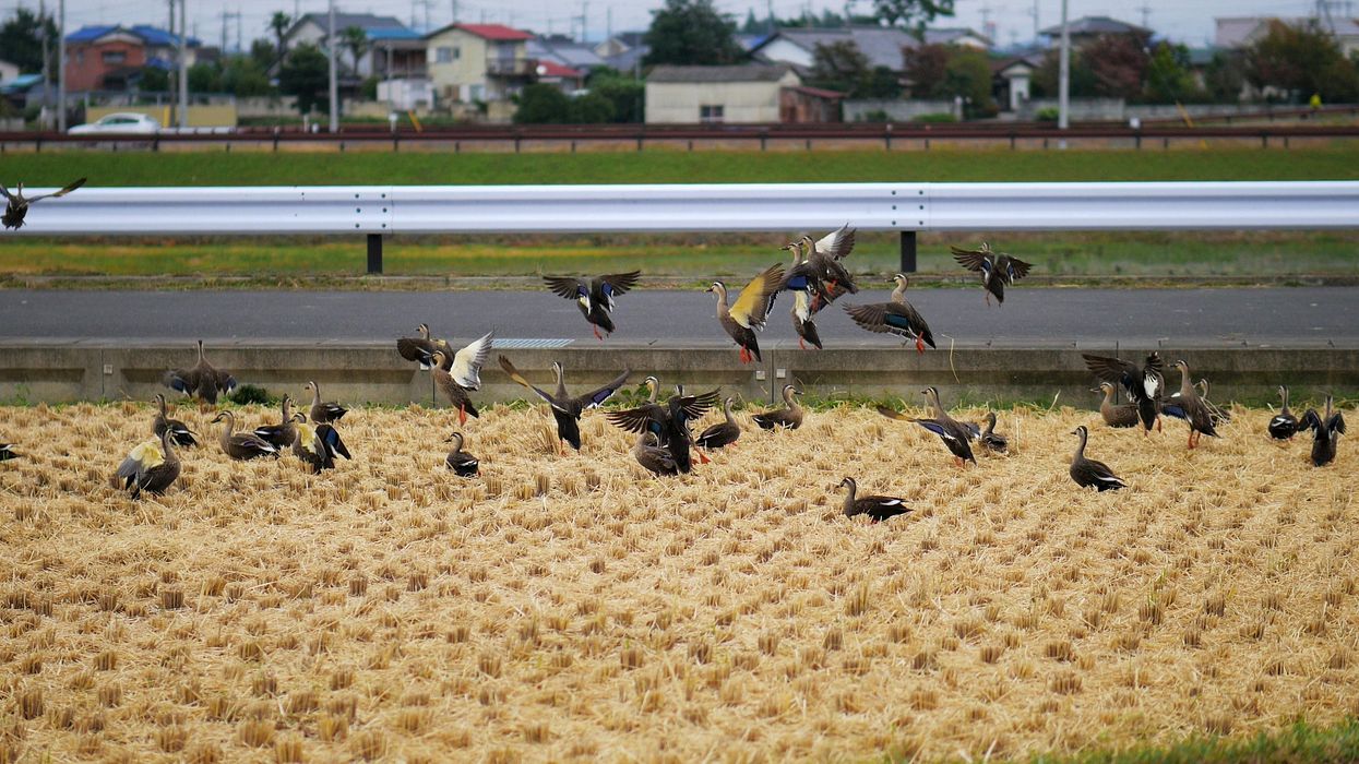 カルガモ一斉飛び出し！_a0031821_16285557.jpg