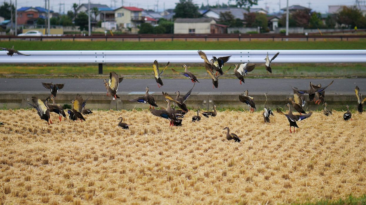 カルガモ一斉飛び出し！_a0031821_1630146.jpg