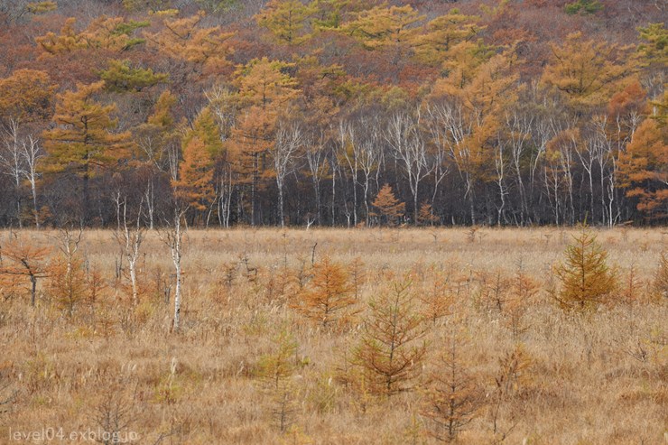 奥日光 戦場ヶ原 ～紅葉～ 1_d0319222_23335590.jpg