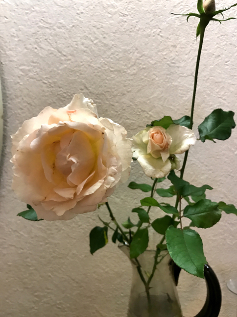 薔薇を飾った♪_f0170524_08181545.jpg