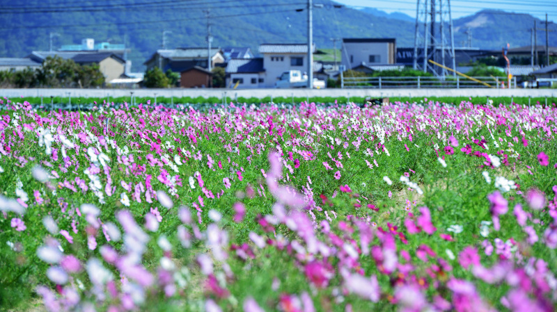 d0246136_11403570.jpg