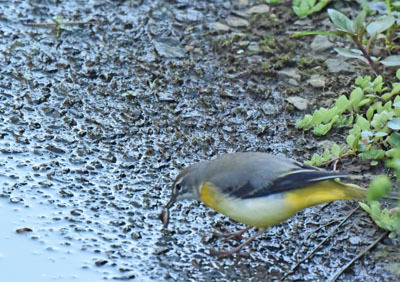 黒目川のキセキレイ Grey Wagtail_f0206939_22424062.jpg