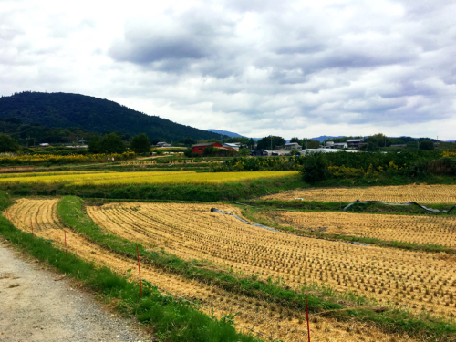 花暦ウォーク@山の辺の道コース_e0292546_07062787.jpg