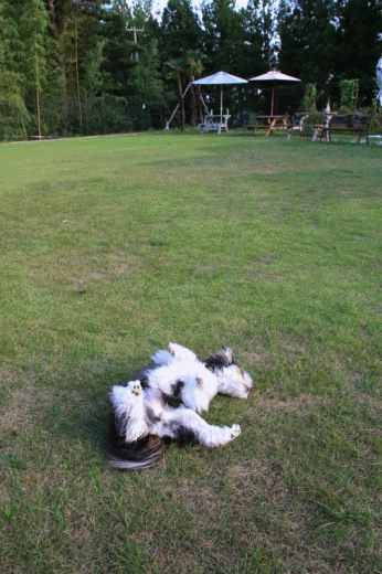 c0145250_10095027.gif