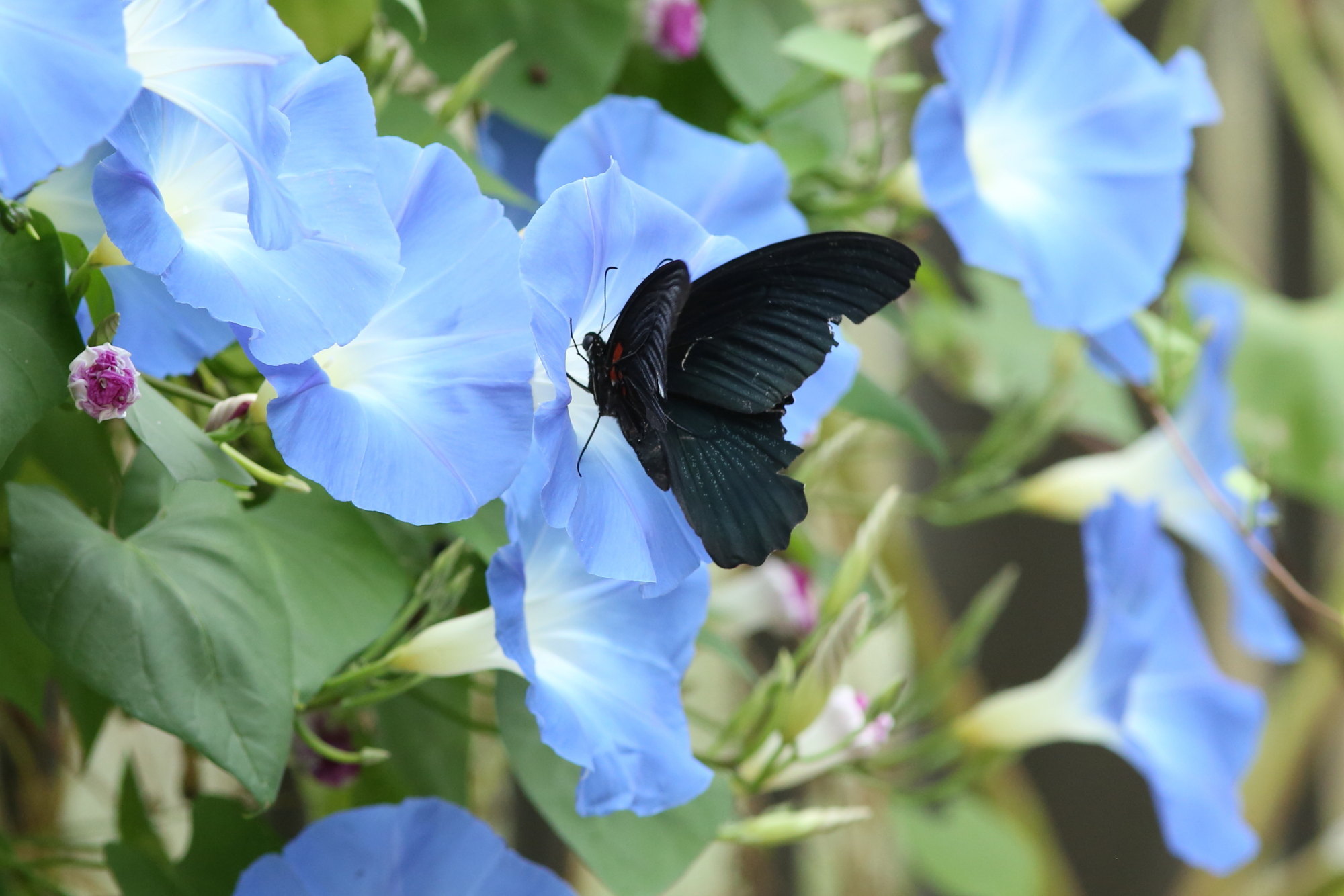 アサガオにきたナガサキアゲハなど（千葉県松戸市、20161022）_f0345350_20411661.jpg