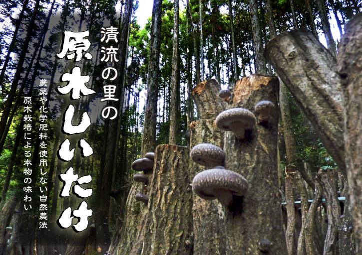 原木しいたけ 平成28年度も11月上旬からの出荷にむけて現在の栽培地の様子と2年間の栽培記録(前編)_a0254656_17231993.jpg