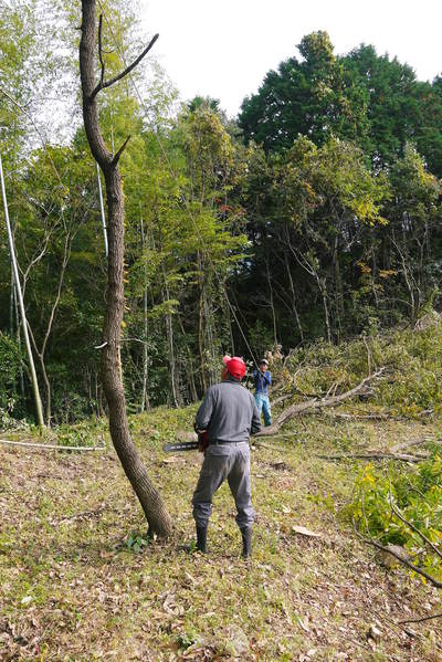 原木しいたけ 平成28年度も11月上旬からの出荷にむけて現在の栽培地の様子と2年間の栽培記録(前編)_a0254656_18184983.jpg
