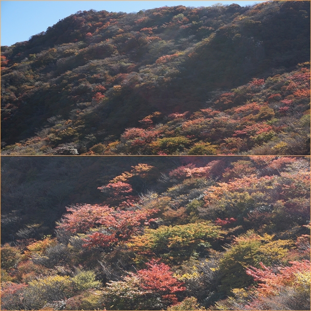 紅葉の扇ｹ鼻、星生山へ・・・その2（星生山編）_f0016066_849768.jpg