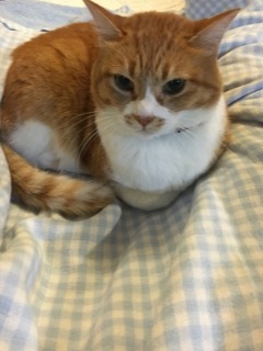 にわかカープファン_f0363168_22093905.jpeg