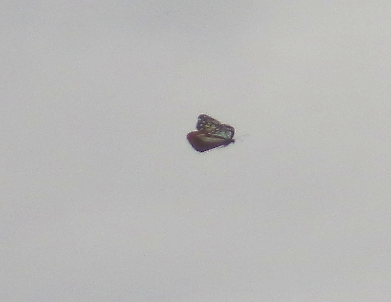 b0320769_09463550.jpg