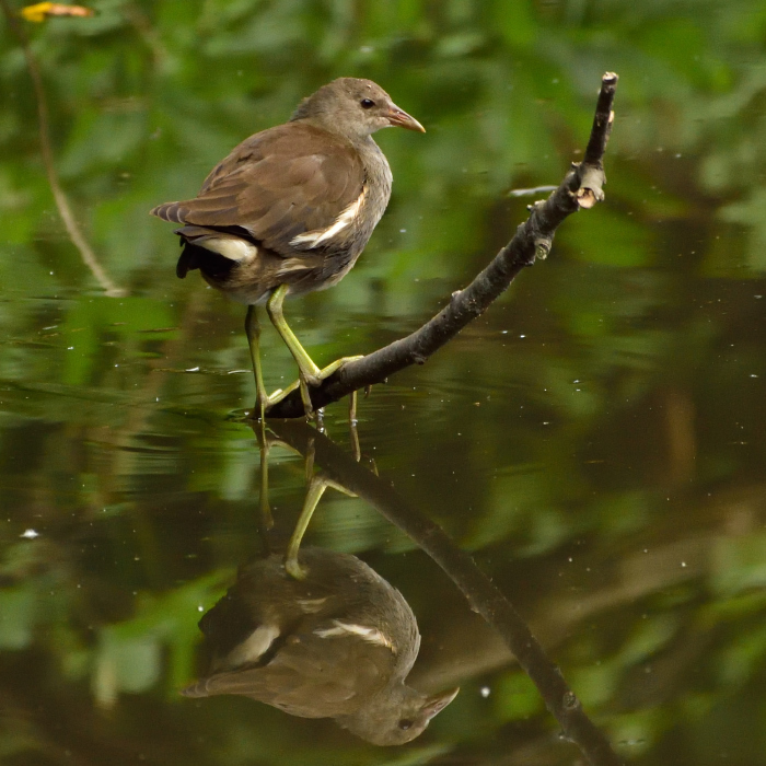 バン（鷭）/Common Moorhen_f0365975_00345150.jpg