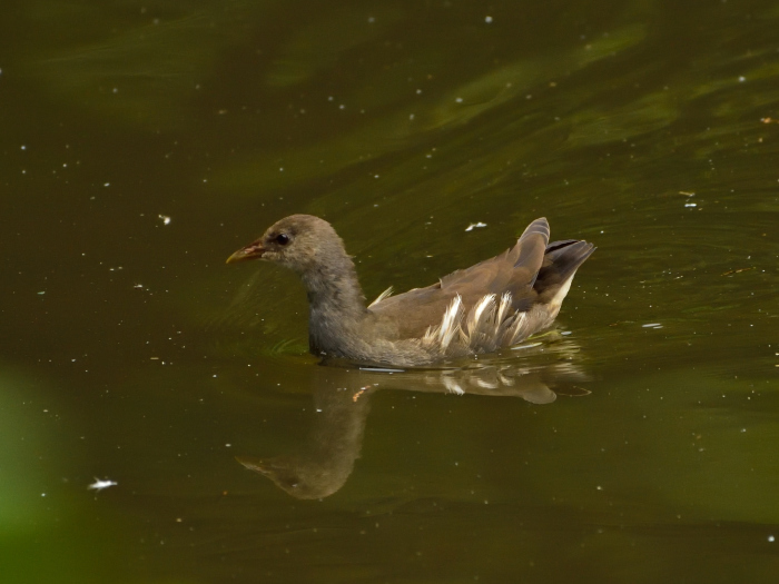 バン（鷭）/Common Moorhen_f0365975_00353039.jpg