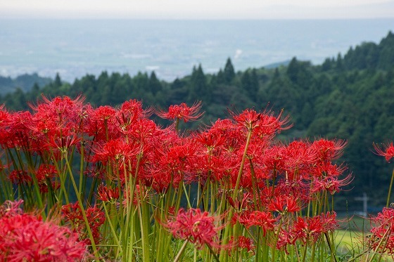 江里山棚田の彼岸花_e0176993_07214027.jpg