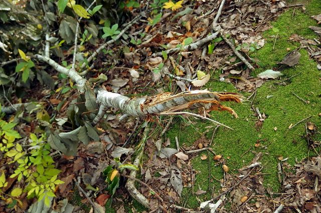 e0137200_23313855.jpg