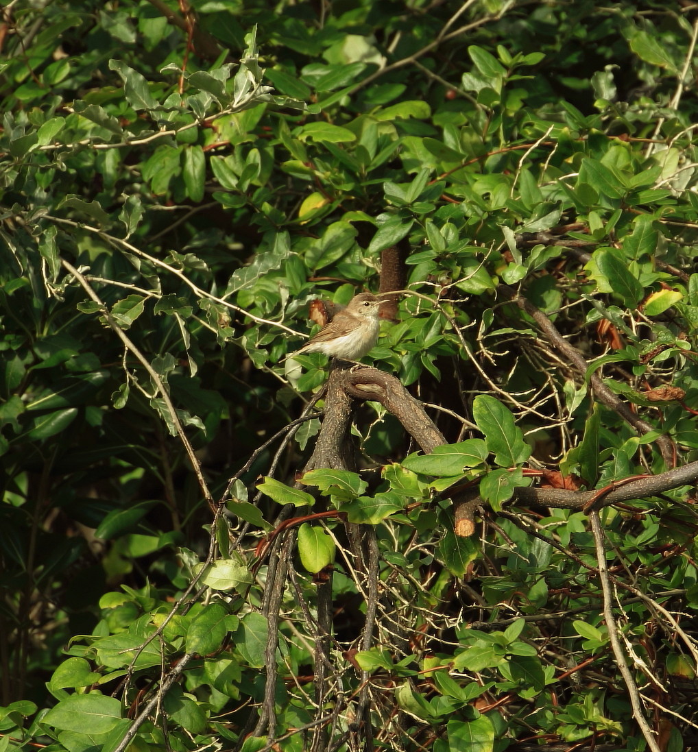 キタヤナギムシクイ舳倉島２０１６：秋探鳥散策_c0319902_16520172.jpg