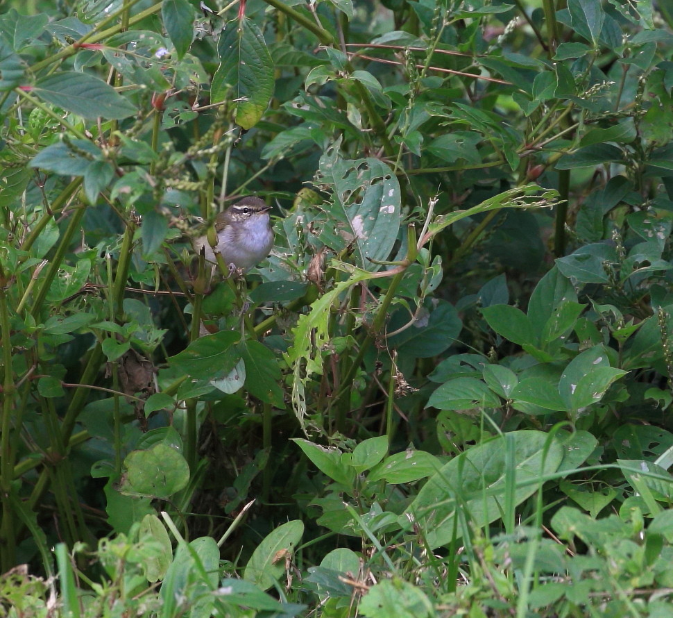 キタヤナギムシクイ舳倉島２０１６：秋探鳥散策_c0319902_16523661.jpg