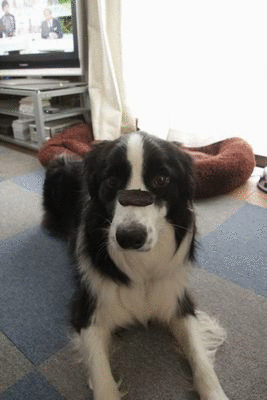 d0224111_22425593.gif