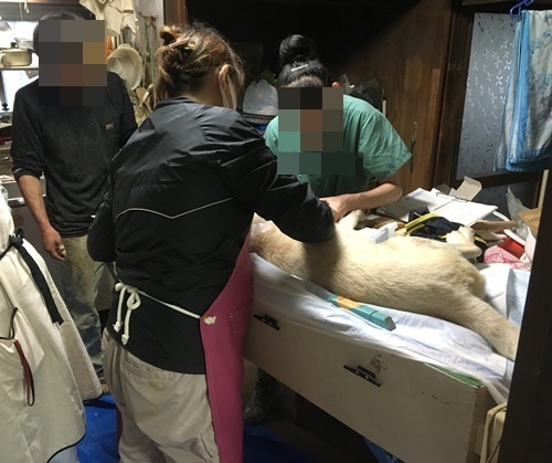 2016年 10月17日千葉県某所中型犬MIX一斉手術報告_a0304512_2152233.jpg